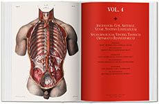 Bourgery. Atlas of Human Anatomy and Surgery 2