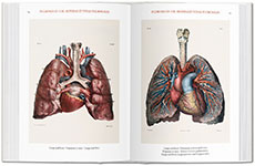 Bourgery. Atlas of Human Anatomy and Surgery 3