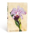 Zápisník Paperblanks Brazilian Orchid Mini linkovaný (Painted Botanicals)