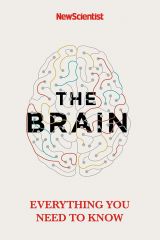 The Brain: Everything You Need to Know 