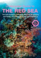 An Underwater Guide to the Red Sea