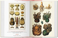 Albertus Seba's Cabinet of Natural Curiosities