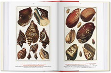 Albertus Seba's Cabinet of Natural Curiosities